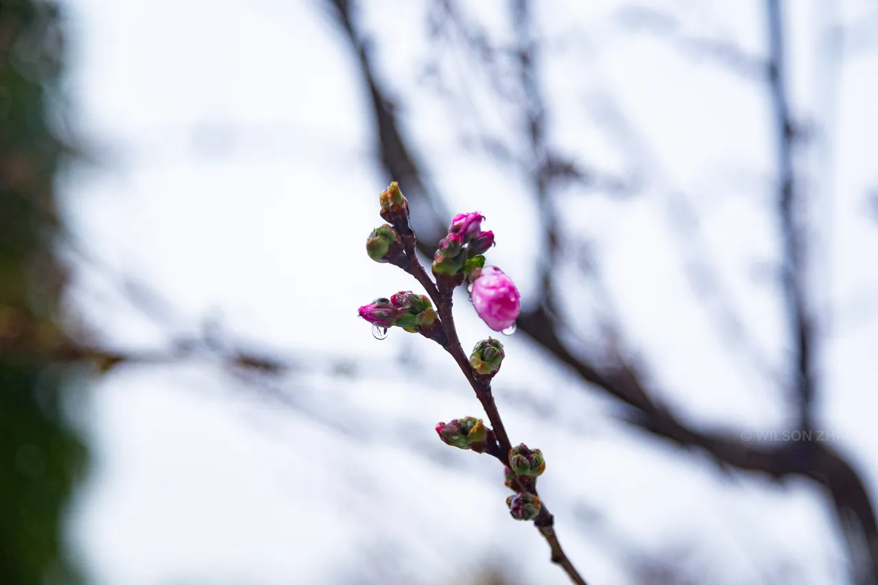 A single sprig of pink blossom buds against a pale, out-of-focus winter sky.