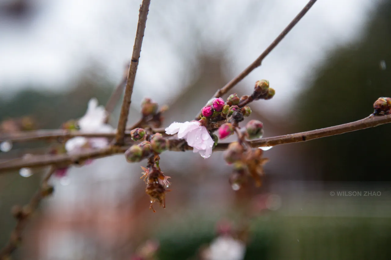 Pink blossom opening on thin branches, the background softened to grey and green.