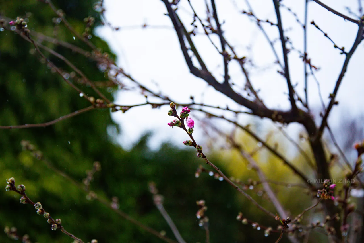 Bare branches with small pink buds cross the frame against soft green and white.