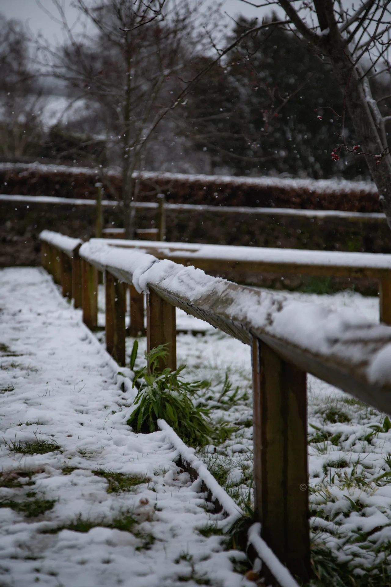 Close along a snow-topped wooden rail, green leaves showing through the snow below.