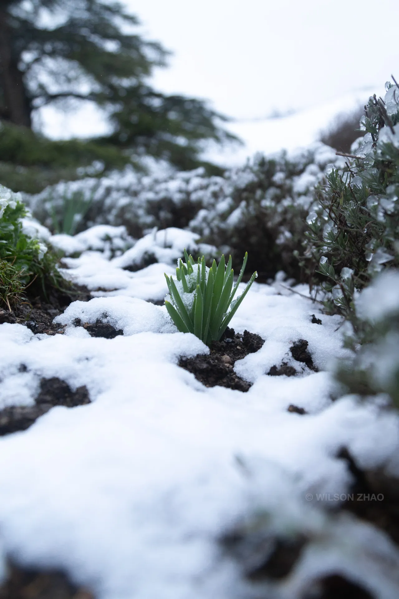 Fresh snow settling over shrubs and garden plants, a few green shoots pushing through.
