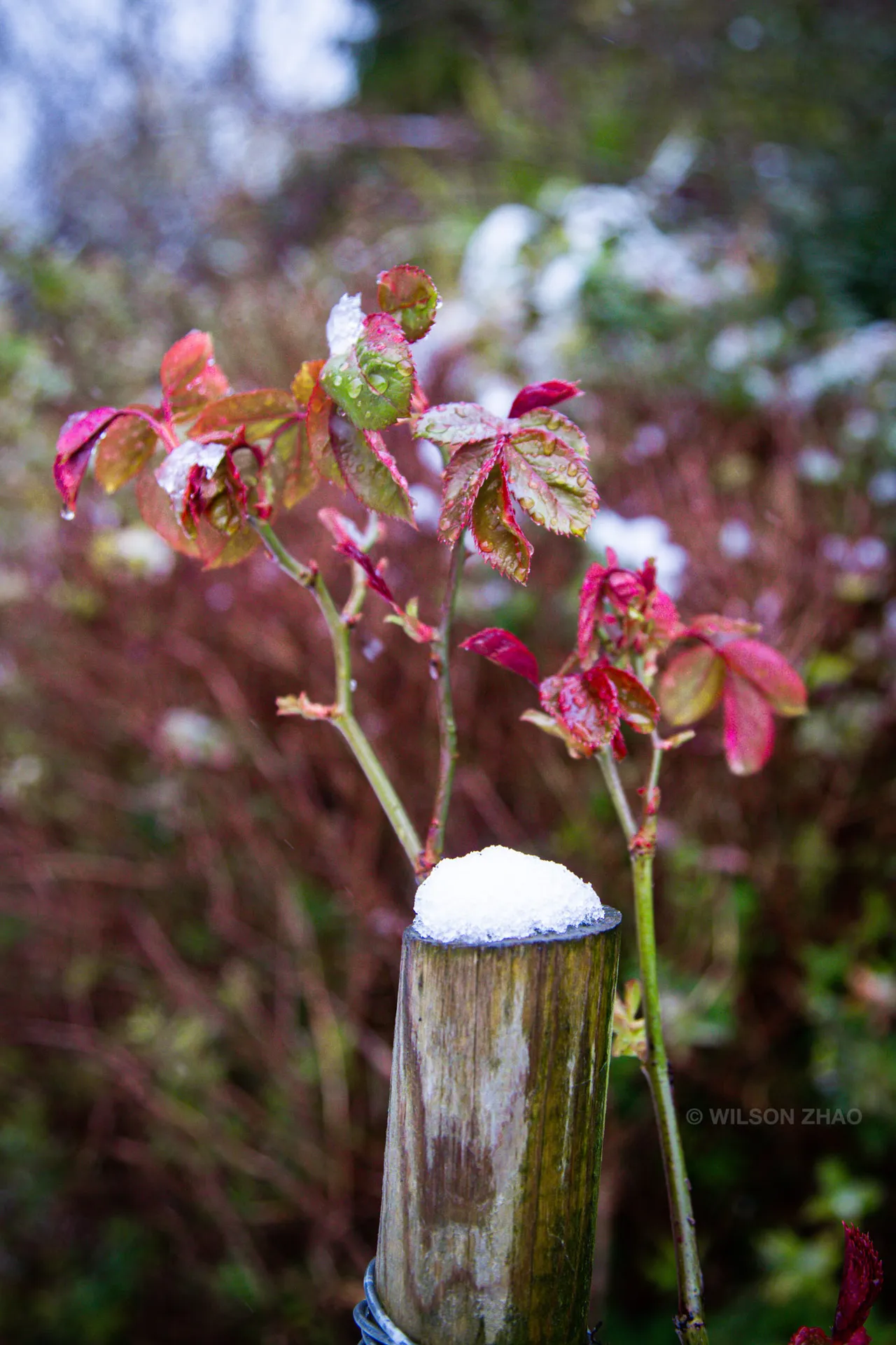 Red-tinged rose leaves beside a wooden post capped with a small mound of snow.